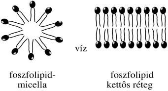 poláros fejcsoportok (hdrofl régó) apoláros láncok (hdrofób régó) poláros vízmolekulák foszfolpdek vízben Smls sml gaudet