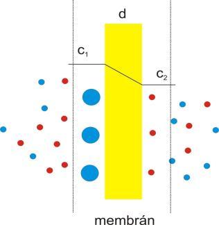 Donnan-egyensúly Kezdet feltételek: Vannak nem permeábls onok. Elektroneutraltás mndkét oldalon (az össztöltés mndkét oldalon nulla) c(1) c(2) 0 Helyes magyarázat?