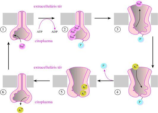Példa: Na-K pumpa Ionok áramlása membránban semleges részecskék (egyszeres) töltéssel rendelkező részecskék 3 Na + on és 2 K + kcserélődése ATP-t gényel!