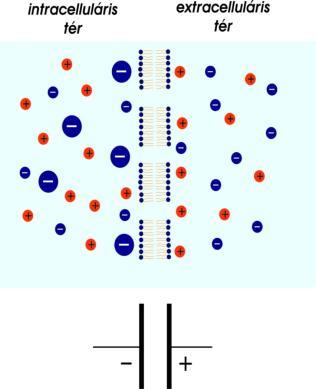 Egyszerűsített GHK-egyenlet A membrán elektromos modellje RT pc ln F pc e Na Na c c e K K (p = relatív permeabltás állandó, a K + -hoz vszonyítva) A nyugalm potencált és az onáramot s leíró modell: p