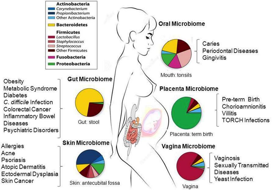 A mikrobiom egy olyan komplex ökoszisztéma, mely részt vesz szervezetünk számos éleiani funkciójának szabályozásában Befolyásolja hogy létrejön-e a fogantatás hogy hogyan