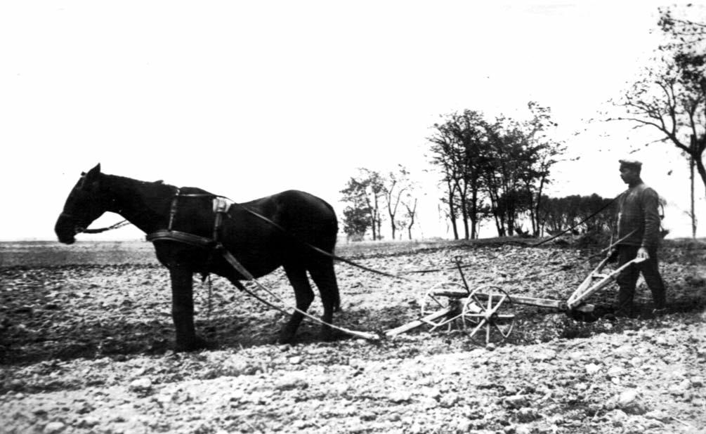 Orosz hadifogoly katona Somorja határában földet művel folytatott küzdelmét azonban nem adta fel. A Pozsony-Úszor-Dunaszerdahely vonal 1895.