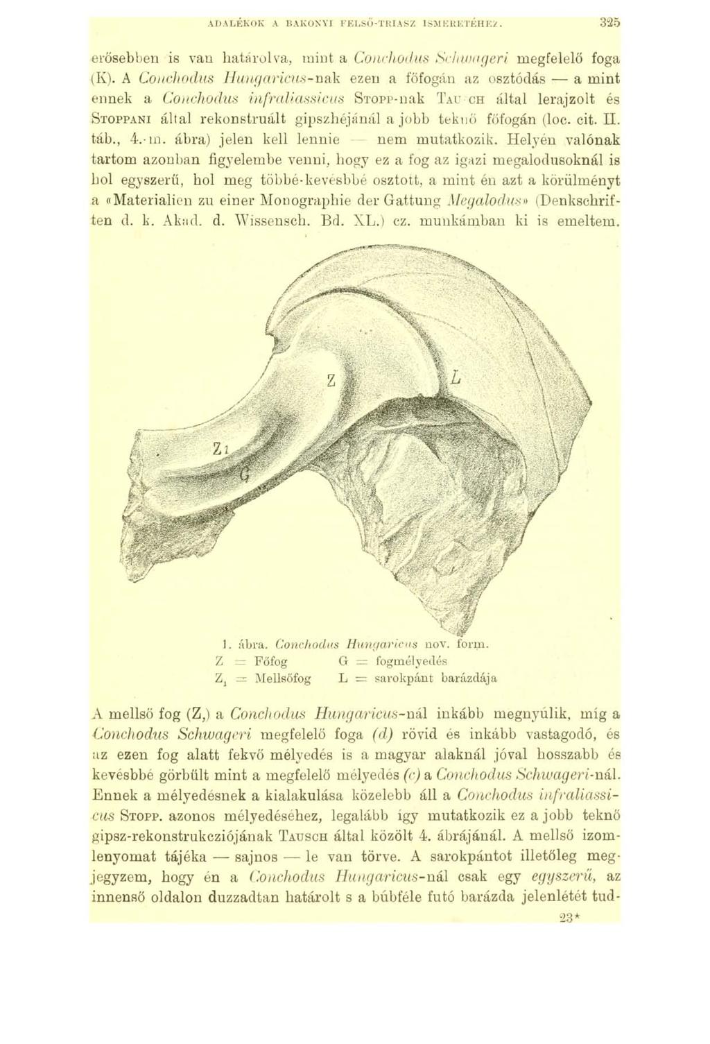 ADALÉKOK A BAKONYI FELSŐ-TRIASZ ISMERETÉHEZ. 325 erősebben is van határolva, mint a Conchodus Schwageri megfelelő foga (K).