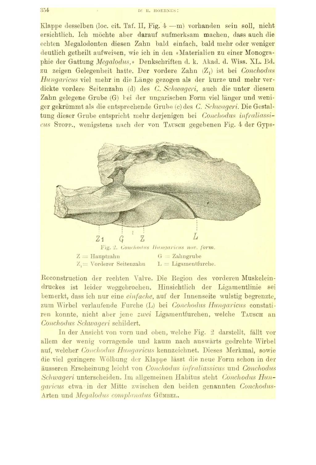 3 5 4 L>! 15. HOER.N'KS : Klappe desselben (loc. cit. Taf. II, Fig. 4 m) vorhanden sein soll, nicht ersichtlich.