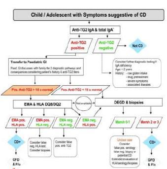 Diagnosztikai algoritmus cöliákiás gyermek kivizsgálása során S Husby, S. Koletzko, I.R. Korponay-Szabó, M.L. Mearin et al.