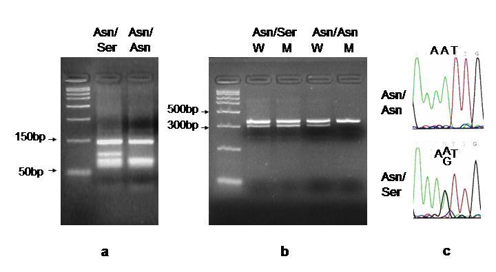 glukokortikoid receptor
