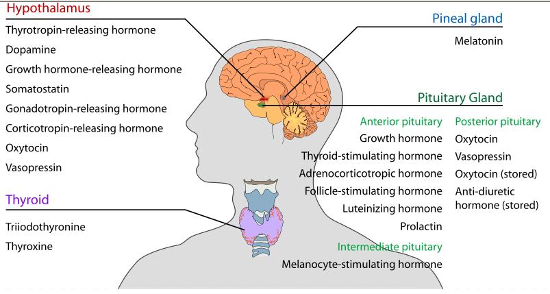 Neuroendokrin