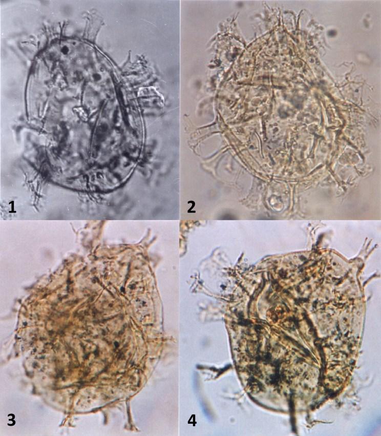 e-acta Naturalia Pannonica 10 (2016) 107 I. Tábla/Plate I. 1. Spiniferites bentorii (Rossignol 1964) ovális alakú/oval form, 78,4 78,5 m 50 μm; 2-4.