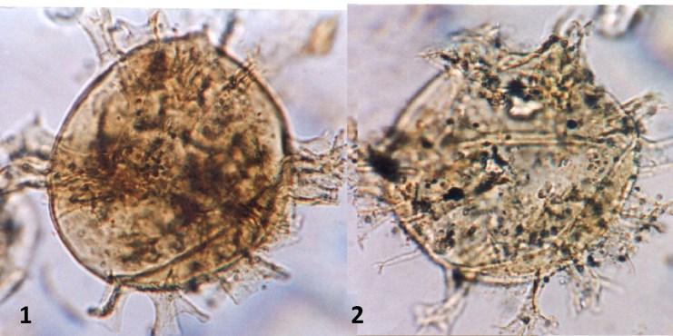 e-acta Naturalia Pannonica 10 (2016) 109 Tábla/Plate III. 1-2. Spiniferites bentorii (Rossignol 1964) ssp. matraensis n. ssp. 1. 74,8 74,9 m 70 μm (in the oblongus zone), 2.