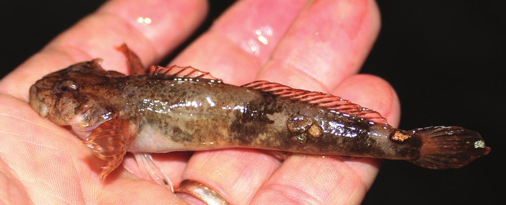 Az Őrségi Nemzeti Park Igazgatóság munkatársa segített helyismeretével a terepi tájékozódásban. Első megállónk a Kőszeg közigazgatási határában lévő Hármas-patakon volt.