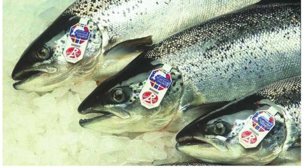 A felső-pfalzi pontyot frissen, vagy füstölve (darabolva is, filé, vagy halszelet formájában) fogyasztják.