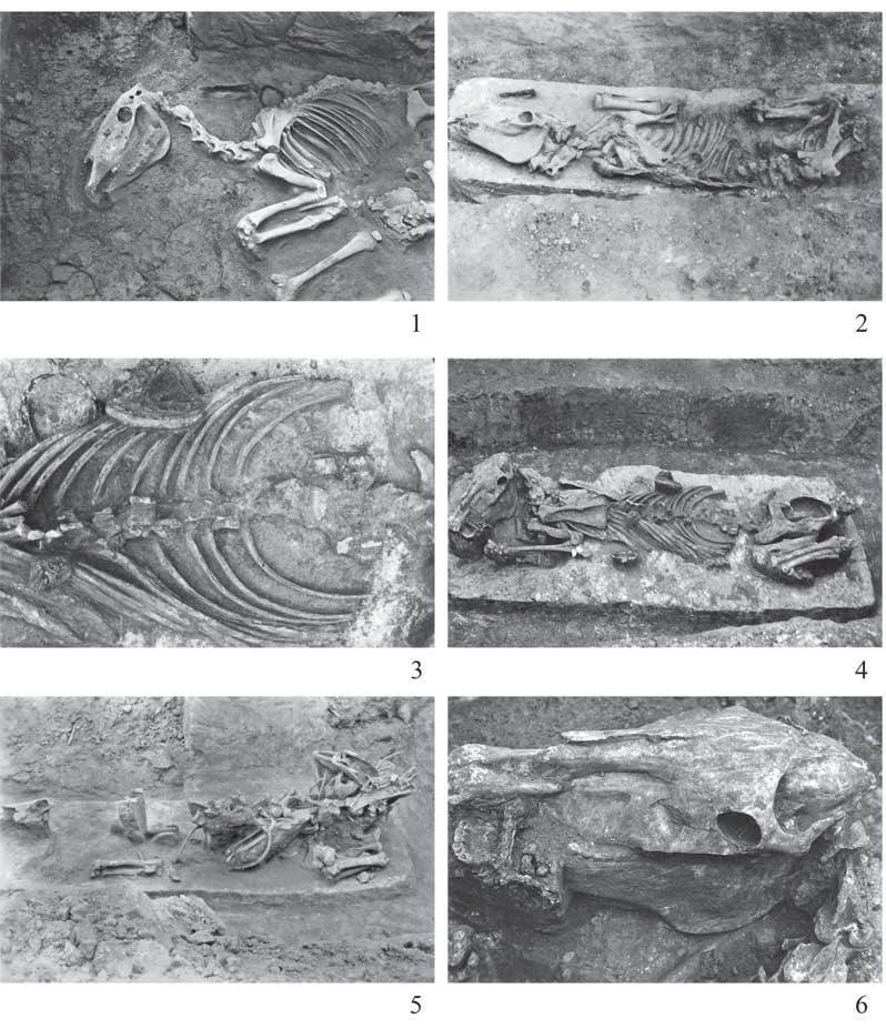 8. ábra 6. Archív fényképfelvételek lócsontvázak feltárásáról, : 9B sír, : 4B sír, 3: 45B sír, 4 6: 374.