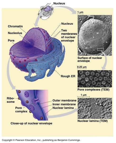 A mag legtöbbször a sejt közepén helyezkedik el. A mag a citoplazmától eltérően festődik, és éles határral különül el.