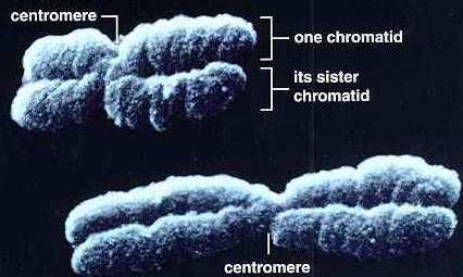 A kromatin elektronmikroszkópos szerkezete A sejtmag állománya elektronmikroszkópos felvételeken világosabb és sötétebb területekből áll. Ezeken belül, ún.