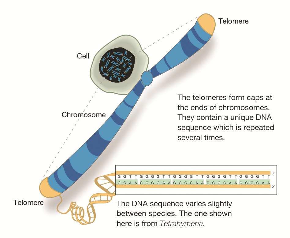 A kromoszómák végeit telomeráknak nevezzük, ahol hat bázispárnyi szakasz ismétlődésével, kb. 25 000 bázispárnyi szekvenciák jönnek létre.