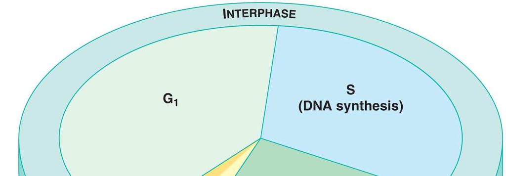 A sejtciklus alapvetően két részre osztható: az osztódás fázisára, az osztódások közötti ún. interfázisra. 1.