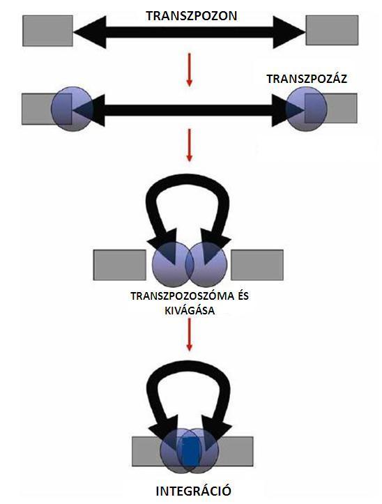 6. ábra. DDE(D) transzpozonok transzpozoszomális struktúrája. A két végen elhelyezkedő ITR-eket köti egy-egy transzpozáz monomer.