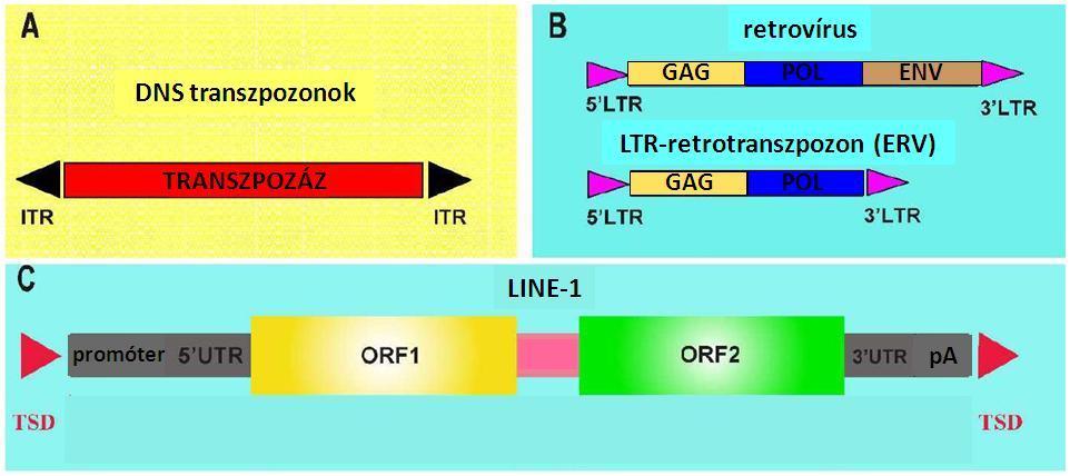 1. ábra. Transzpozonok felépítése. (A) Klasszikus DNS transzpozon a végeken specifikus felismerő szekvenciákkal (ITR inverted terminal repeat), köztük a transzpozáz enzim transzkripciós egysége.
