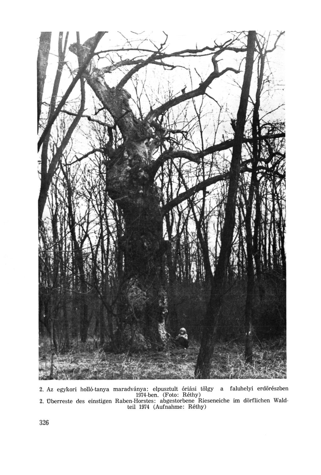 2. Az egykori holló-tanya maradványa: elpusztult óriási tölgy a faluhelyi erdőrészben 1974-ben. (Foto: Réthy) 2.