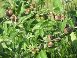 ALMA Az alma a legtöbb helyen jól fejlődött az elmúlt időszakban. A faggyal nem érintett ültetvényekben közepes vagy jó termés ígérkezik.
