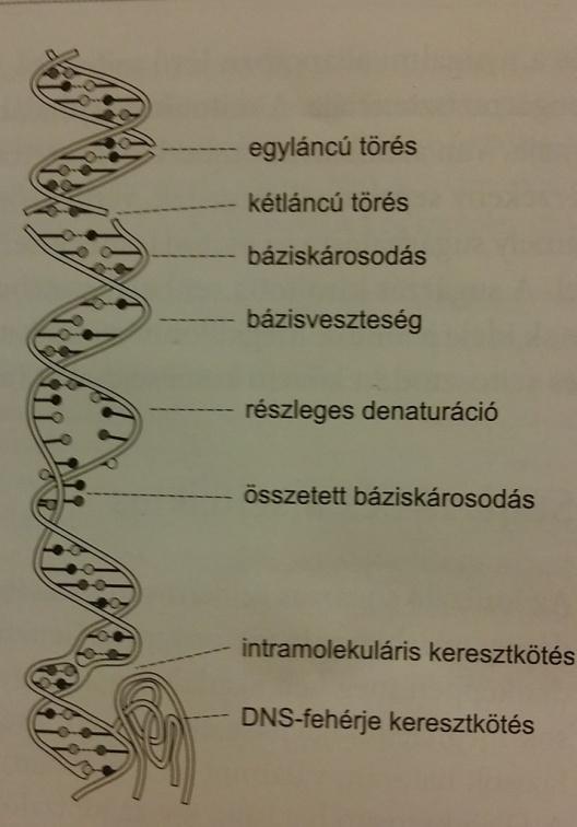 élettartamát megváltoztatják.