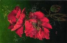 Flower, Theo.