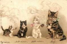 Cats and dogs.