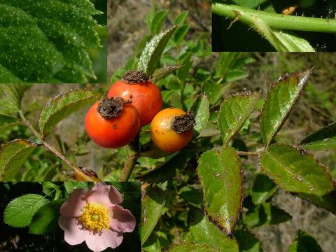 1. ábra: A zalai rózsa (Rosa zalana) Figure 1: Rosa zalana 2. ábra: A zalai rózsa (Rosa zalana) Európában (eredeti) Figure 2: Distribution of Rosa zalana in Europe 3.