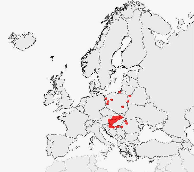 súlyosan veszélyeztetett (CR), faji és területi védelem (Kerényi-Nagy, 2012a). Alaktani leírása: A cserje 180-200 cm magas.