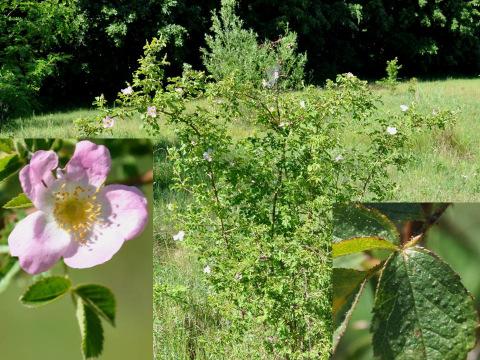 rózsások védelmet nyújtanak számára. Cserjeirtásnál fokozott figyelmet igényel kímélése. Figure 4: Rosa pocsii 4. ábra: A Pócs-rózsa (Rosa pocsii) 5.