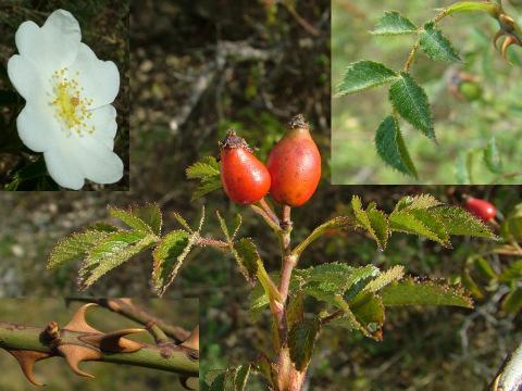 7. ábra: A magyar rózsa (Rosa hungarica) Figure 7: Rosa hungarica 8. ábra: A magyar rózsa (Rosa hungarica) Európában (eredeti) Figure 8: Distribution of Rosa hungarica in Europe 9.