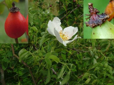 Oszlopos rózsa Rosa stylosa DESV. Védelmi kategóriája: Javasolt kipusztult (EX), fokozottan védett és területi védelem (Kerényi-Nagy, 2012a).