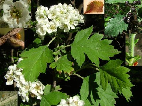 Fekete vagy magyar galagonya Crataegus nigra WALDST. et KIT. Védelmi kategóriája: IUCN-besorolás: veszélyeztetett (EN) Fokozottan védett, eszmei értéke 100.000.-Ft (Bartha, 2014).