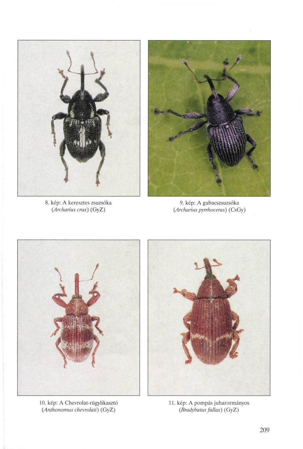 8. kép: A keresztes zsuzsóka 9. kép: A gubacszsuzsóka (Archarius ara) (GyZ) (Archarius pyrrhoceras) (CsGy) 10.