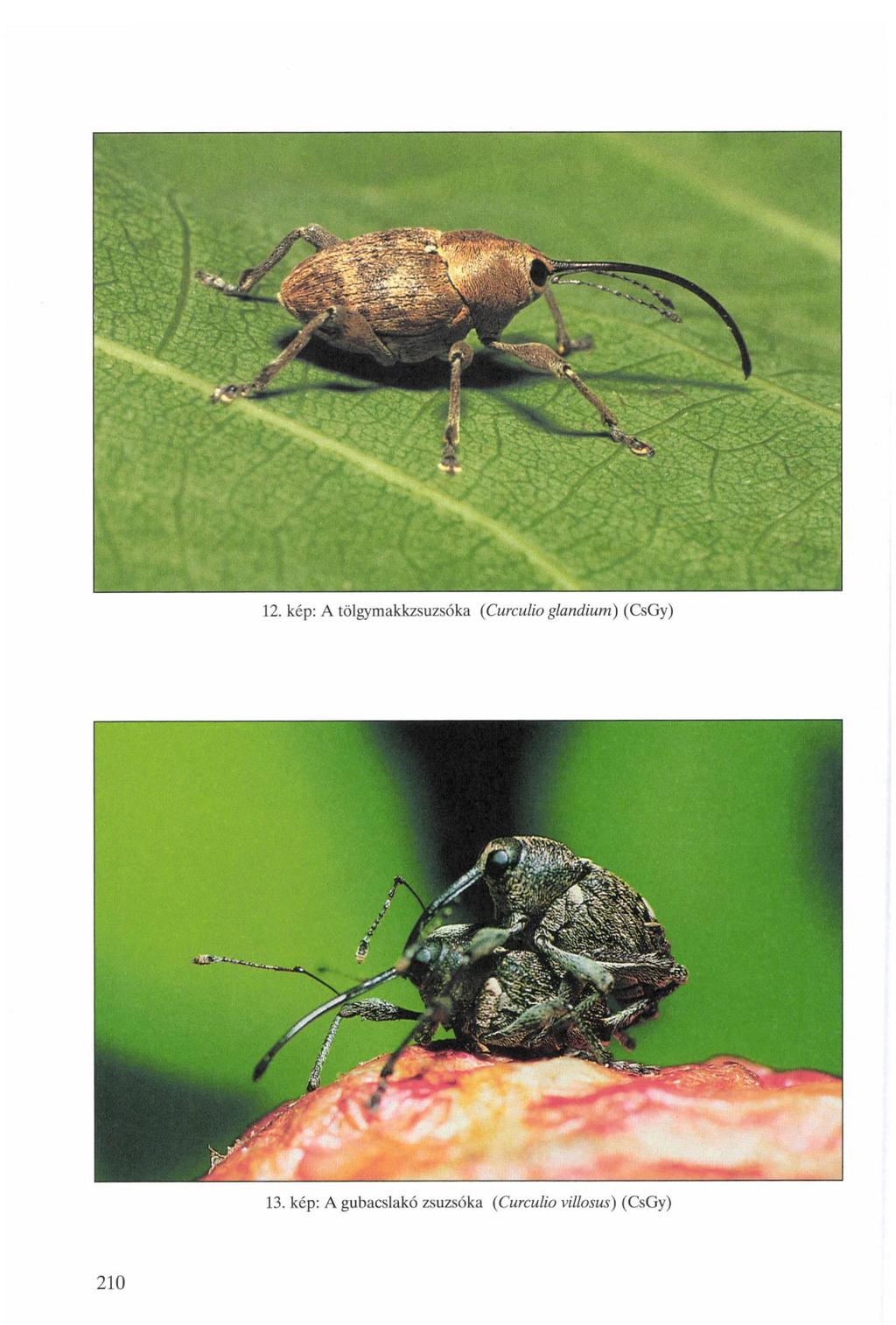 12. kép: A tölgymakkzsuzsóka (Curculio glandium) (CsGy)
