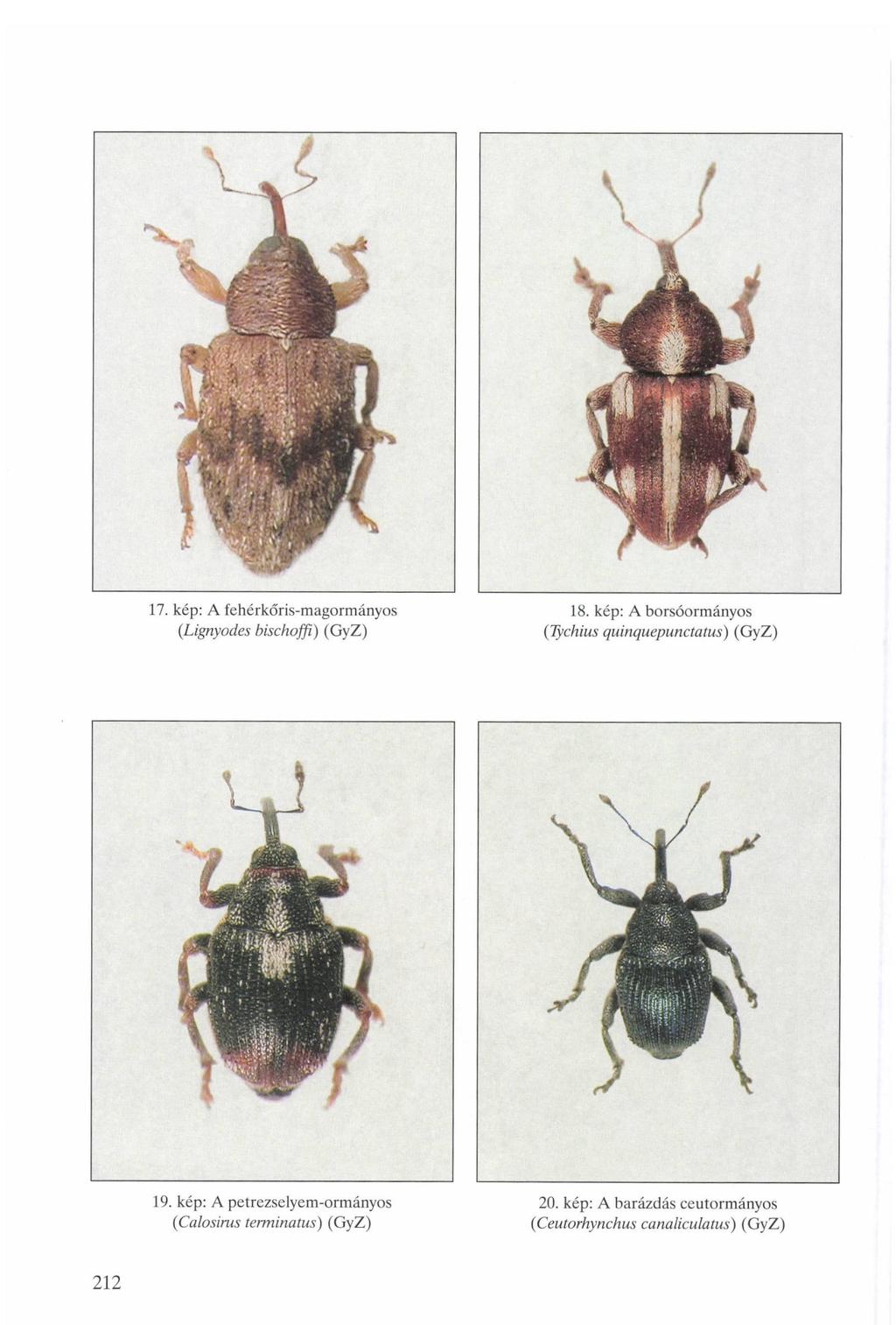 17. kép: A fehérkőris-magormányos 18. kép: A borsóormányos (Lignyodes bischoffi) (GyZ) (Tychius quinquepunctatus) (GyZ) 19.