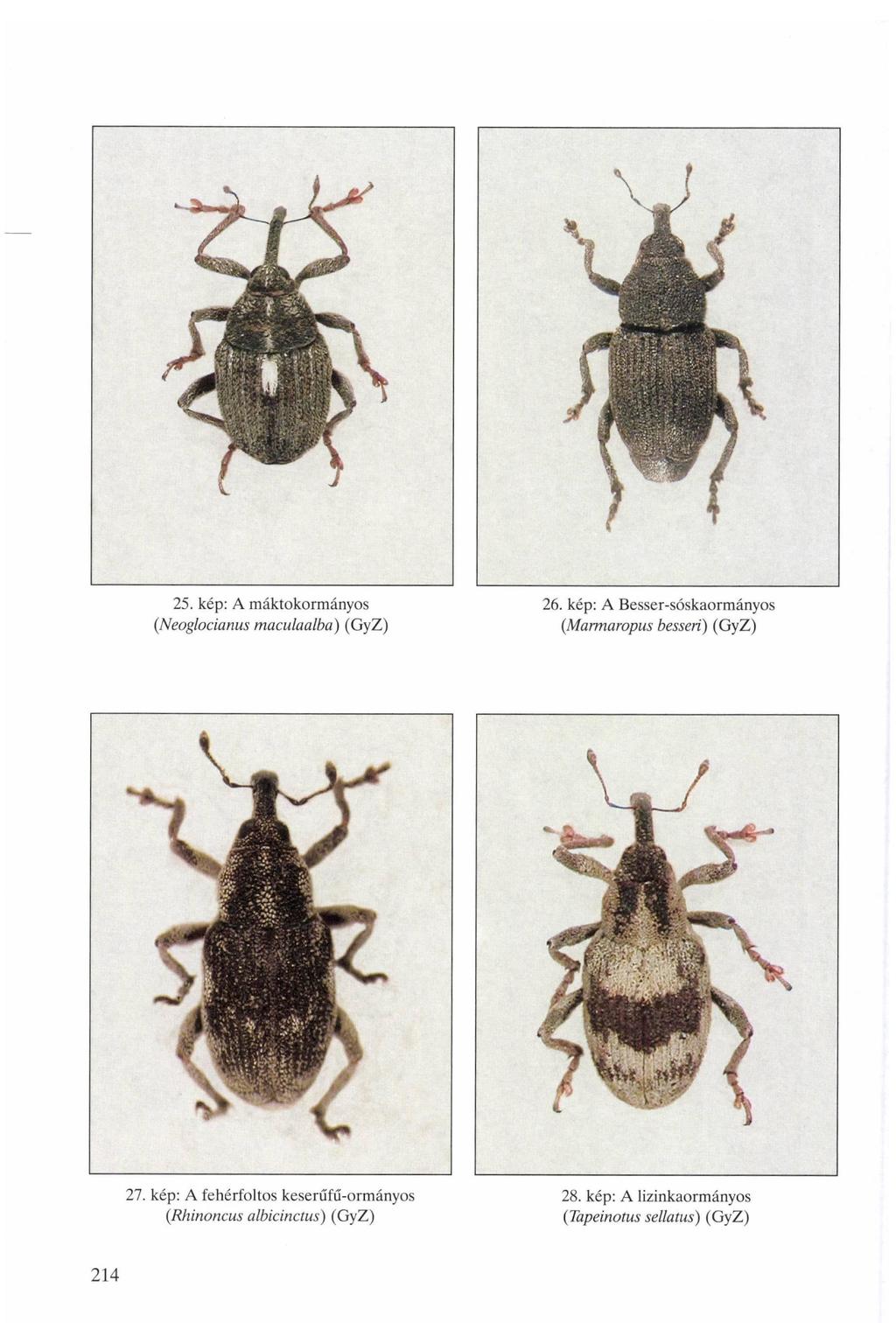 25. kép: A máktokormányos (Neoglocianus maculaalba) (GyZ) 26. kép: A Besser-sóskaormányos (Marmaropus bessert) (GyZ) 27.