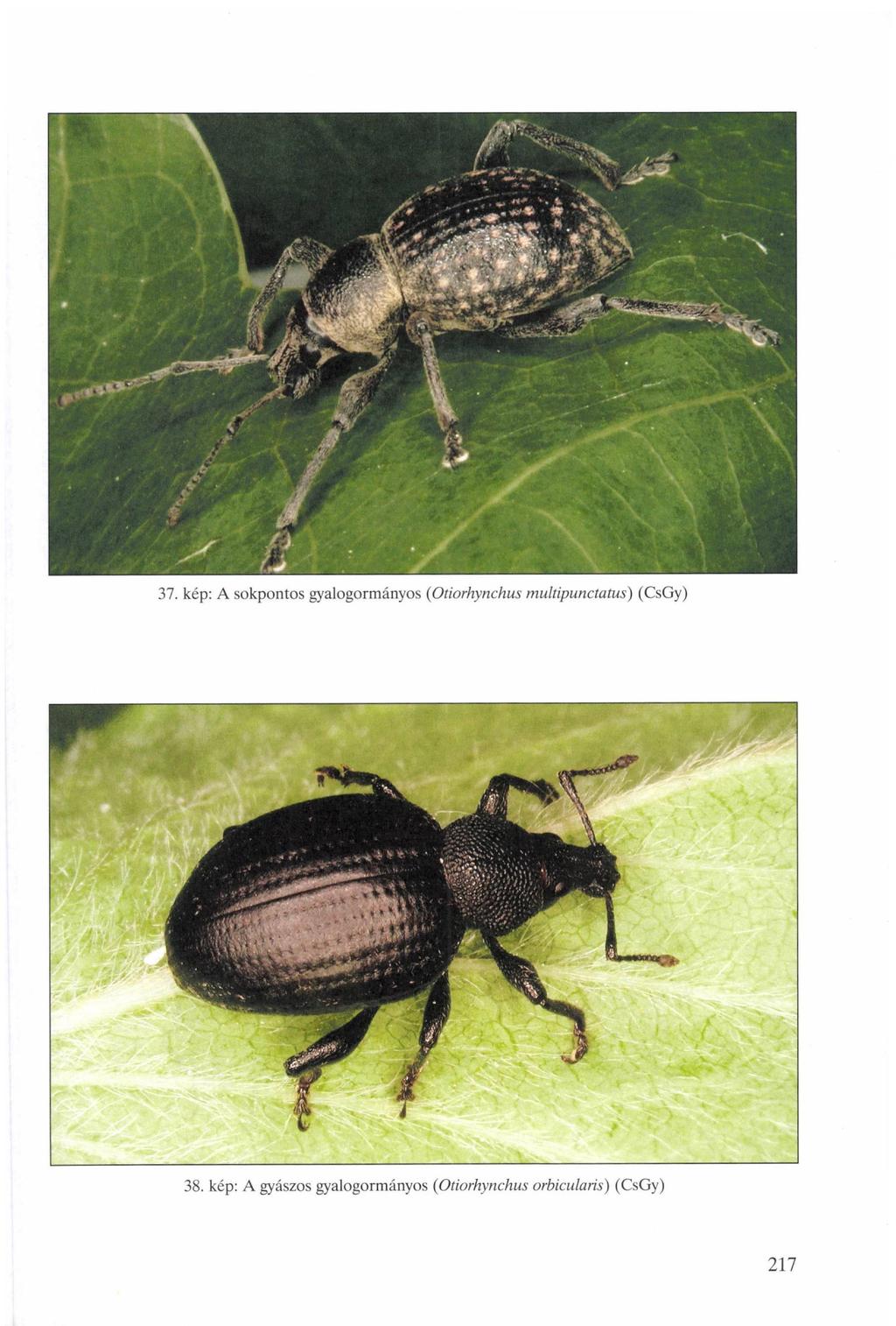 37. kép: A sokpontos gyalogormányos (Otiorhynchus multipunctatus)