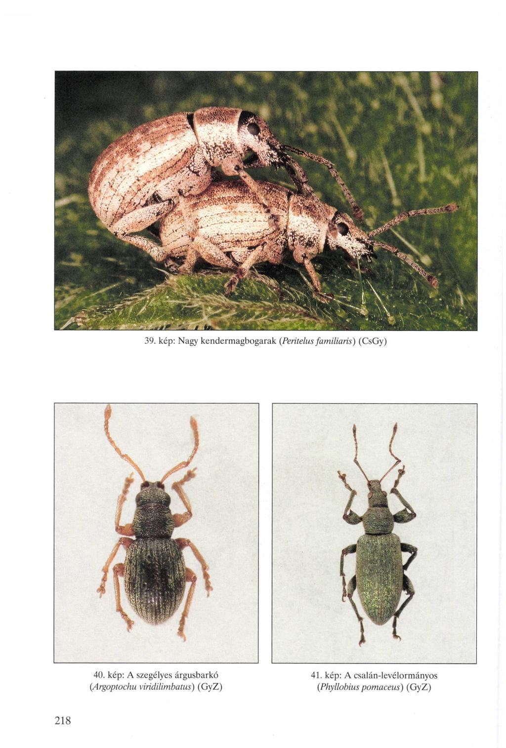 39. kép: Nagy kendermagbogarak (Peritelus familiáris) (CsGy) 40.