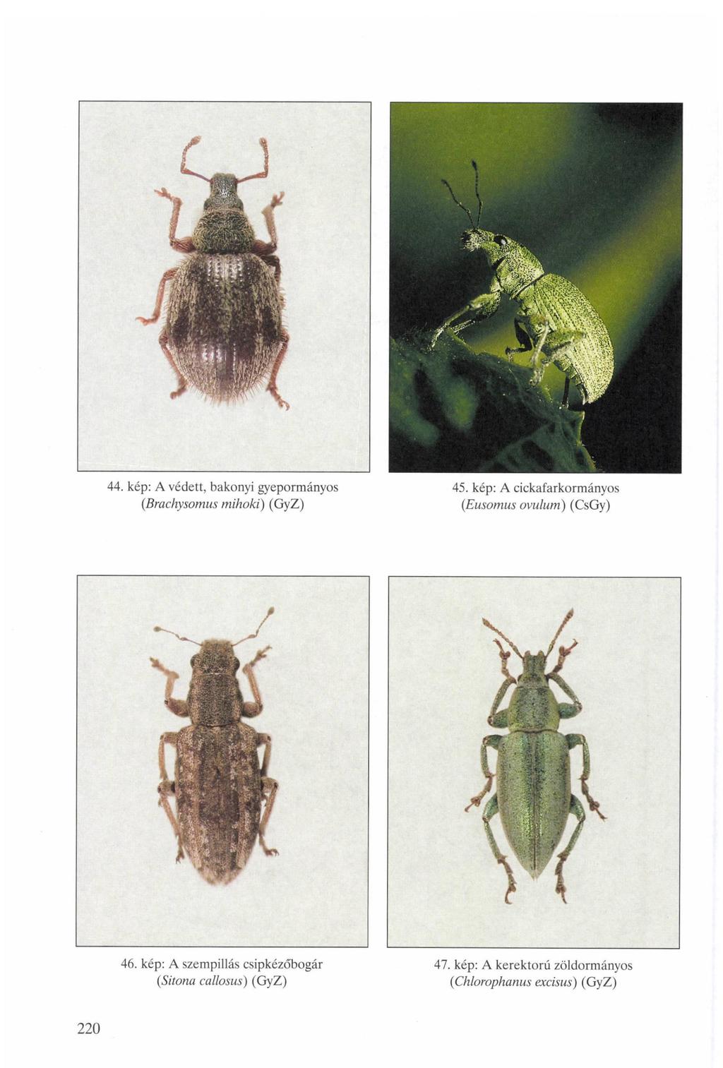 44. kép: A védett, bakonyi gyepormányos (Brachysomus mihoki) (GyZ) 45.