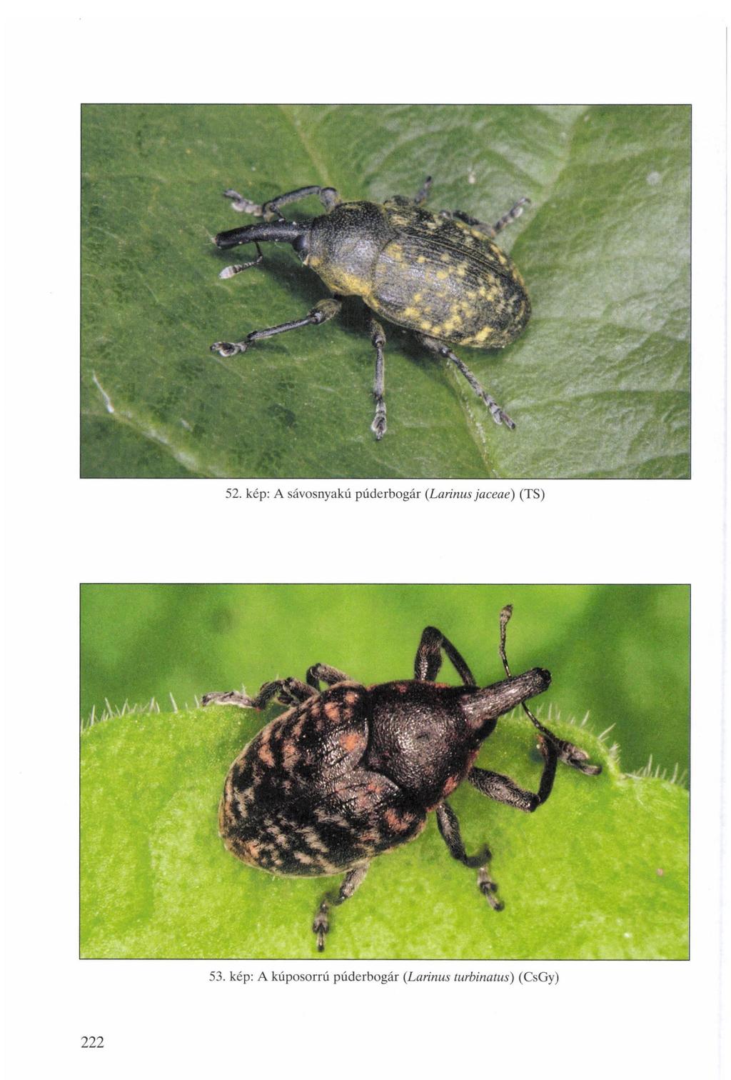 52. kép: A sávosnyakú púderbogár (Larinus jaceae) (TS)