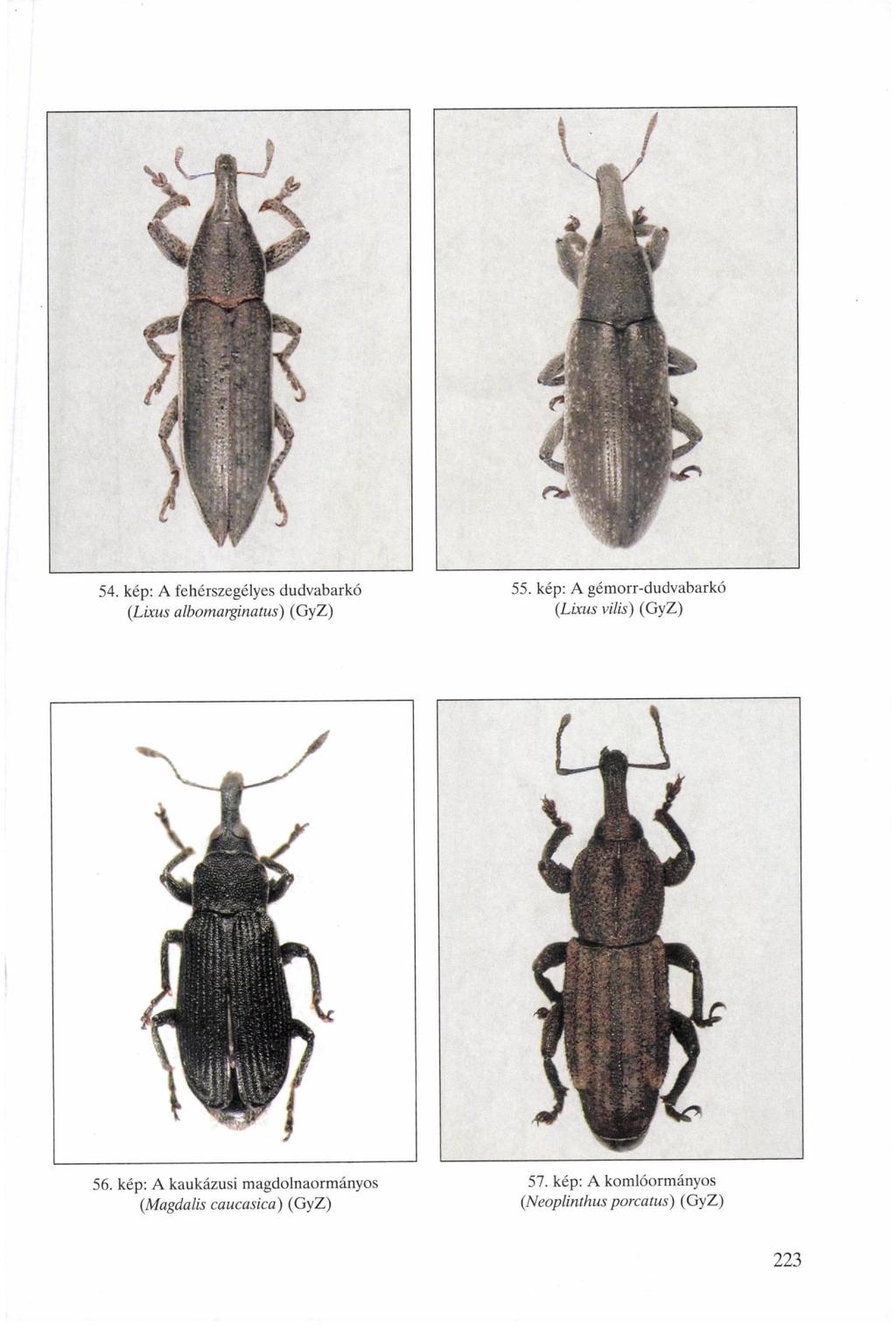 54, kép: A fehérszegélyes dudvabarkó (Lixus albomarginatus) (GyZ) 55.