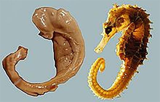 rendszer alapvető része hippocampus és fornix csikóhal 3-3,5 cm 3 a