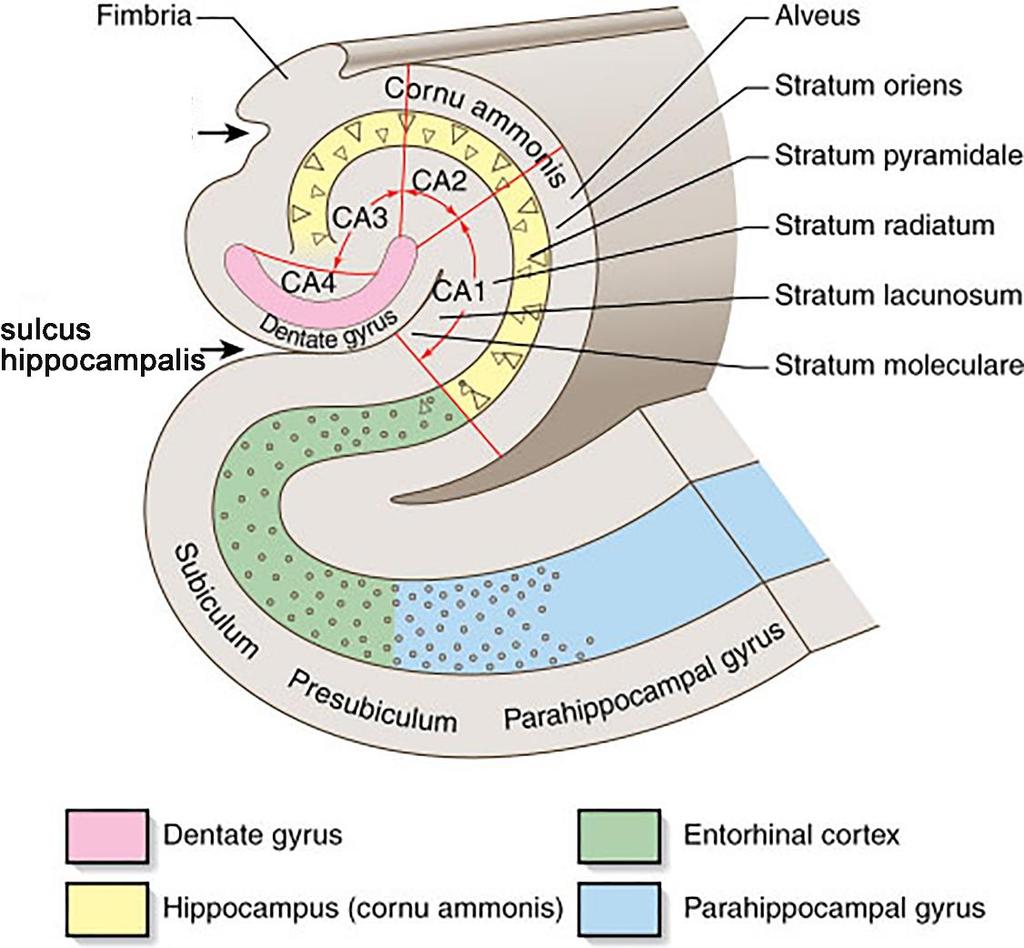 Hippokampusz anatómia Fimbria: fehérállományköteg a hippokampusz mediális részén Alveus: efferens pályák kötege az oldalkamrák felőli részen Hippokampusz formáció: CA gyrus dentatus
