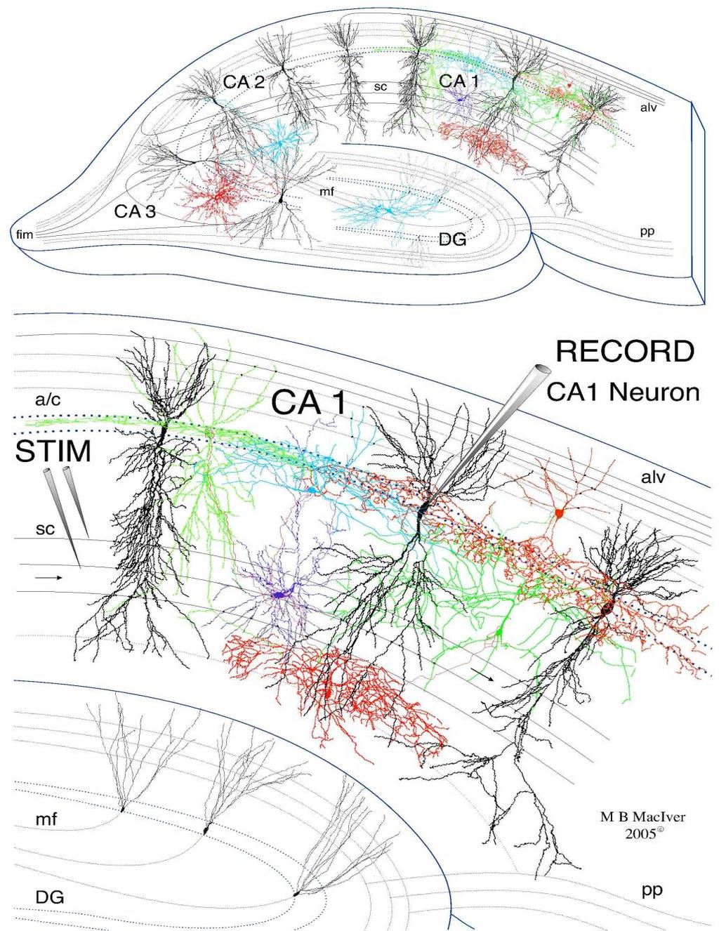A hippokampusz szerveződése, sejttípusai piramissejtek (projekciós neuronok) DG: girusz dentatusz - glutamáterg szemcsesejtek főleg, illetve gátló interneuronok - az entorinális
