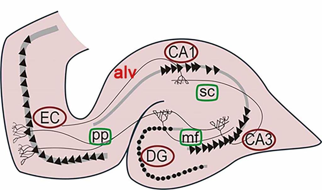 alv: alveoláris pálya CA1-ből az entorinális kéregbe, de annak más rétegében végződik, mint ahonnan a perforans pálya kiindult
