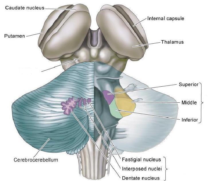 lebenyek kisagy kéreg (cerebrocerebellum)