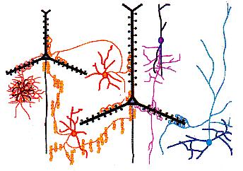 Piramissejtek: tüskés nyúlványok: apikális dendrit (csúcsdendrit) bazális dendritek Interneuronok: tüske nélkül A tüzelési frekvencia/mintázat lehet eltérő - regular spiking - bursting - fast spiking