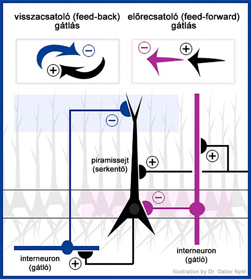 A nagyagykéreg szerveződése gátló sejtkapcsolatok típusai és következményei Az interneuronok: megszabják, hogy mely serkentő hatás érvényesüljön a piramissejteken (pl.