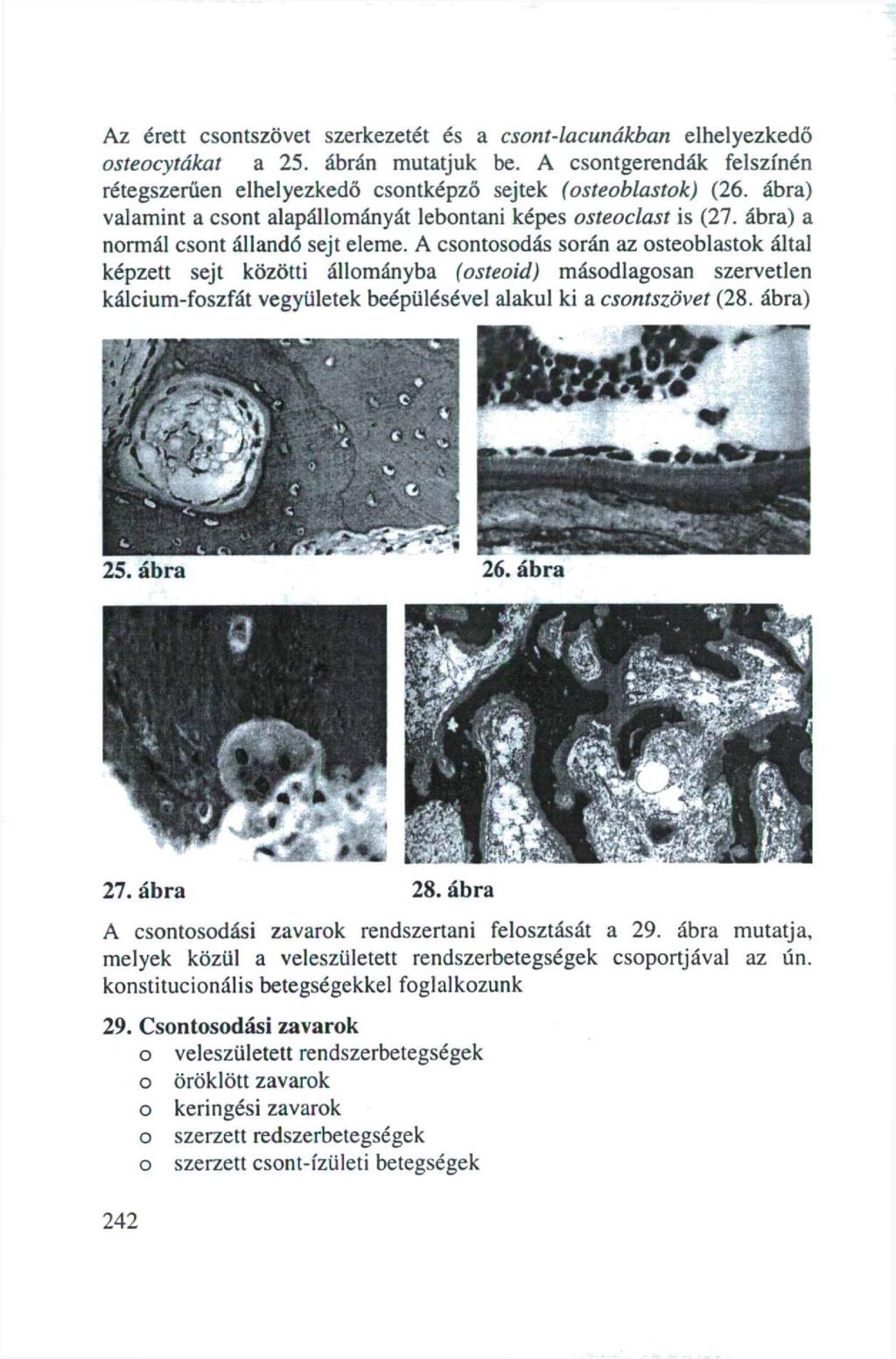 Az érett csontszövet szerkezetét és a csont-lacunákban elhelyezkedő osteocytákat a 25. ábrán mutatjuk be. A csontgerendák felszínén rétegszerüen elhelyezkedő csontképző sejtek (osteoblastok) (26.